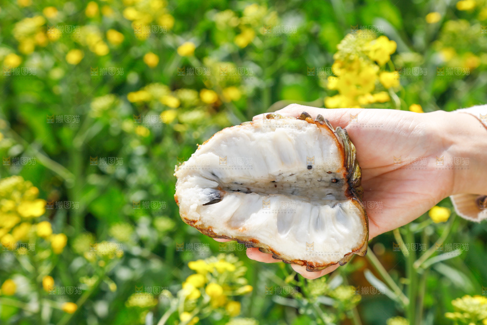 手里拿着释迦果