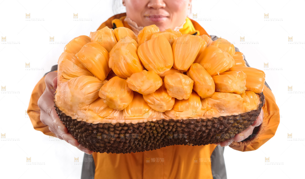 手里捧着红肉菠萝蜜