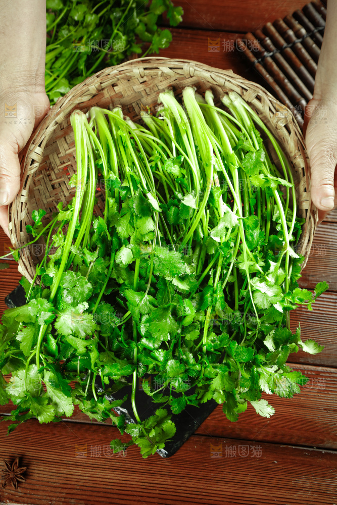 一篮新鲜香菜