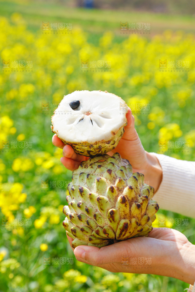 手里拿着释迦果