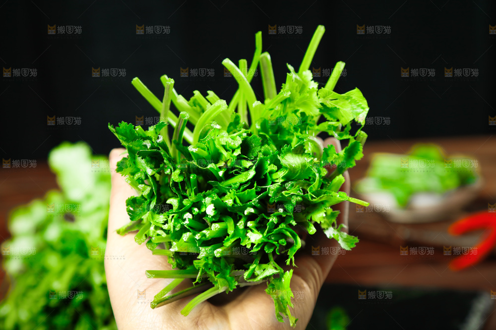 手里拿着小香菜
