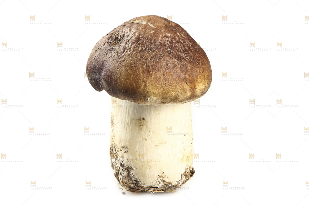 白底上放着松茸菇