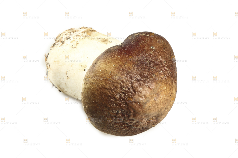 白底上放着松茸菇