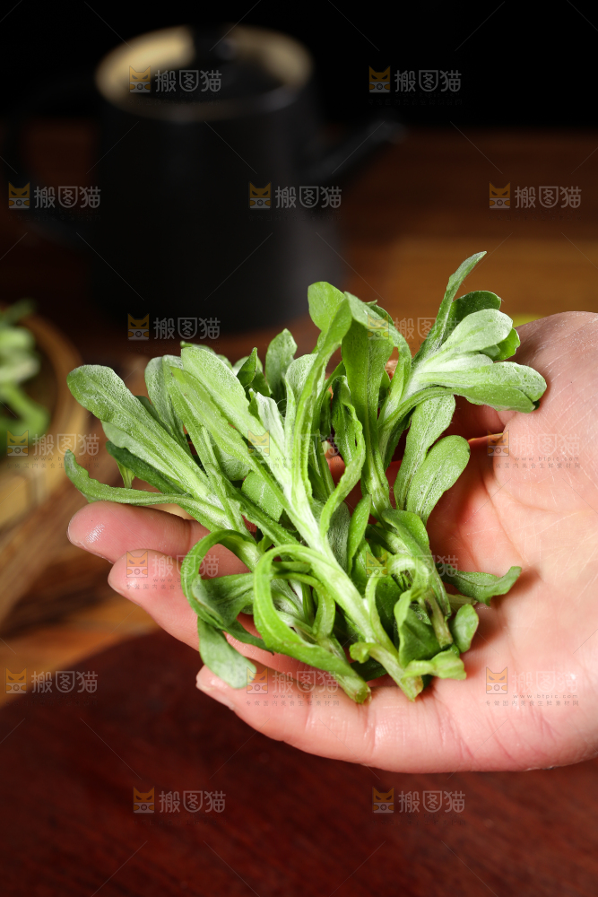 手里拿着鼠麴草