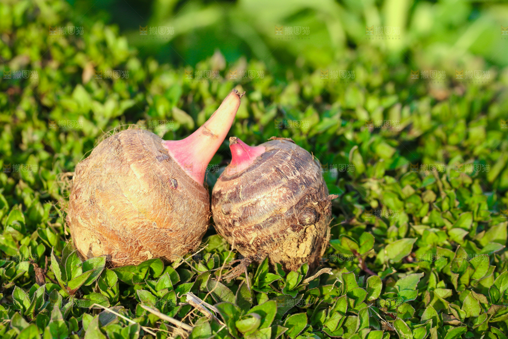 草地上的红嘴芋头