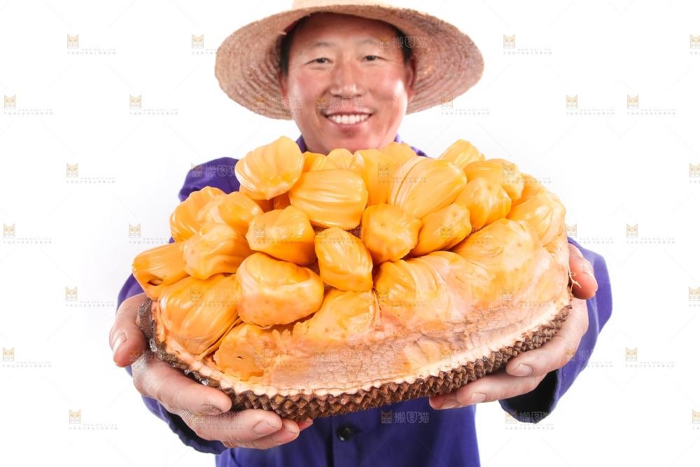 农民手里捧着红肉菠萝蜜