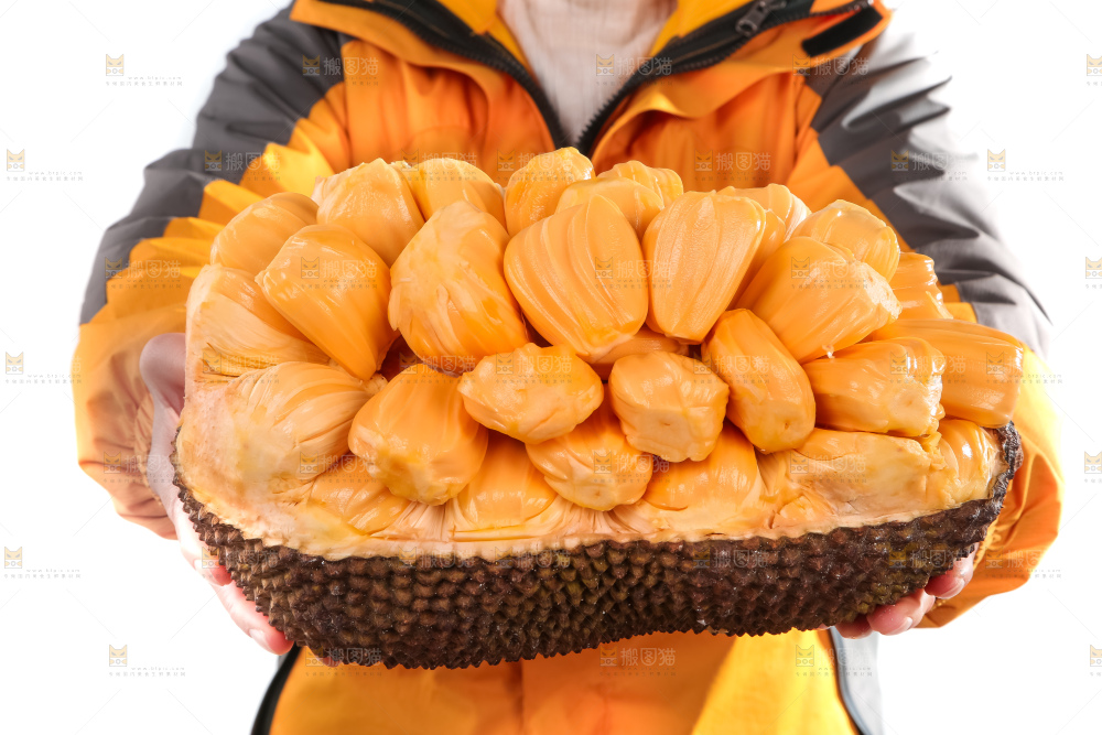 手里捧着红肉菠萝蜜