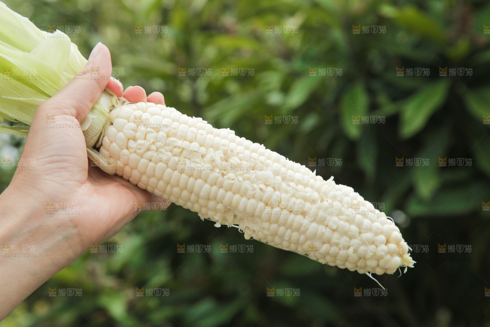 手里拿着白糯玉米棒