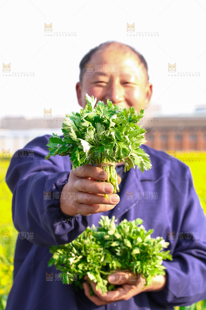 手里拿着艾草叶