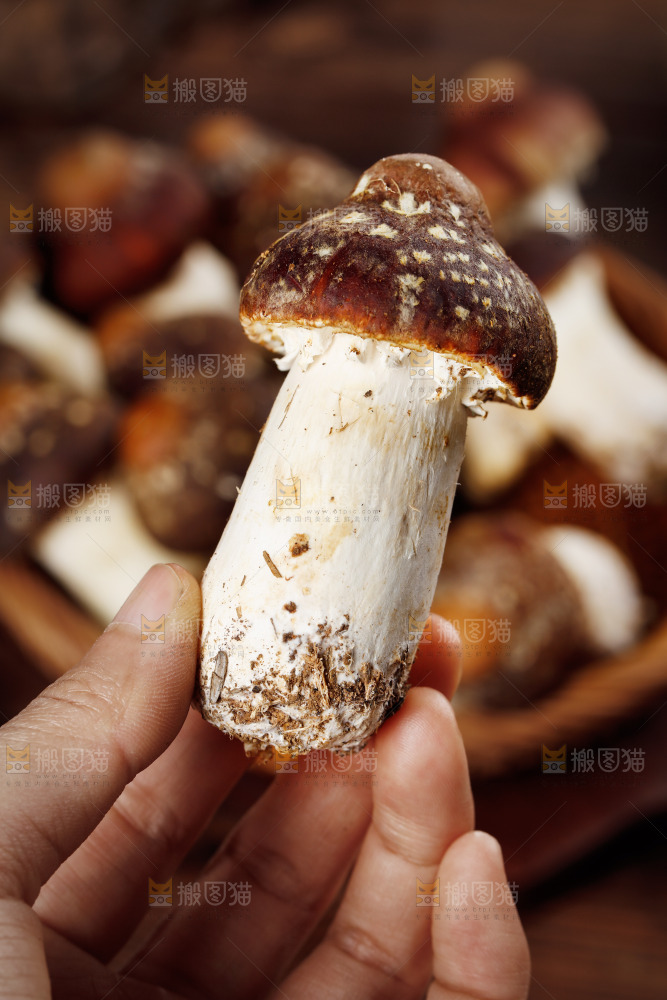 手里拿着赤松茸