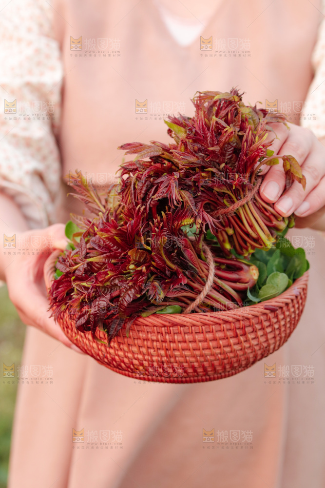 一篮红芽香椿