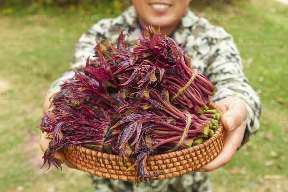 手里端着一篮红油香椿芽