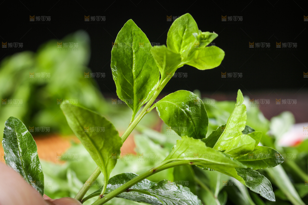 手里拿着枸杞芽