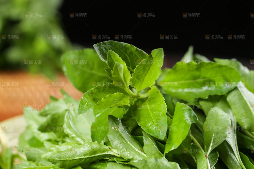 一堆新鲜枸杞菜