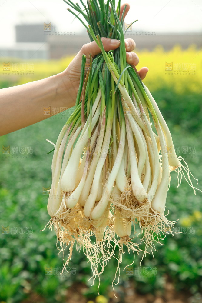 手里拿着荞头
