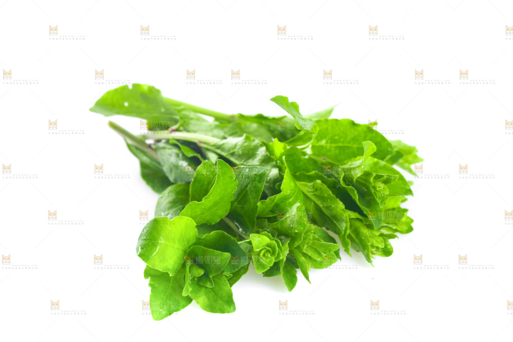 白底上放着枸杞芽