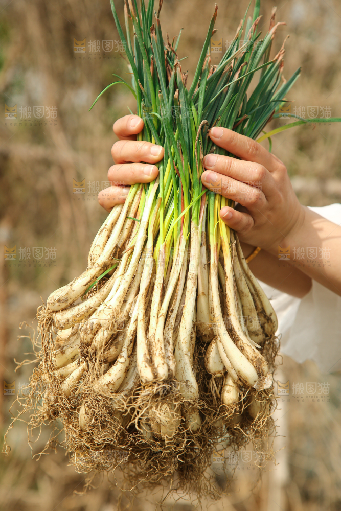 手里拿着荞头
