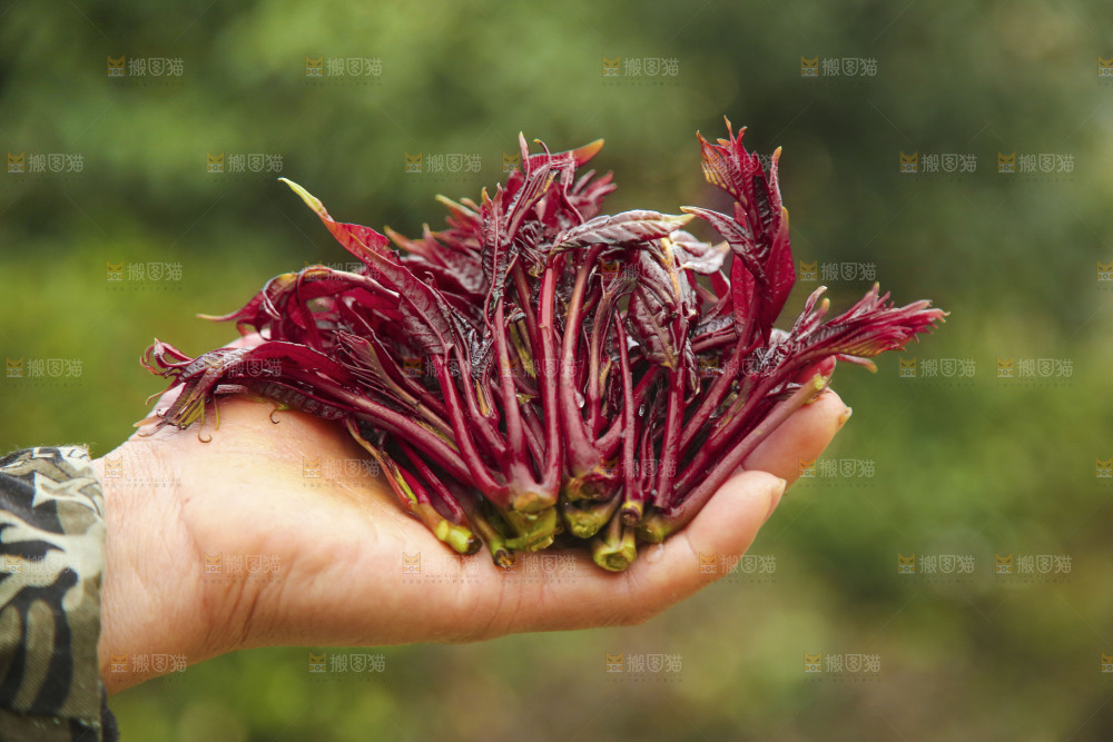 手里拿着香椿芽
