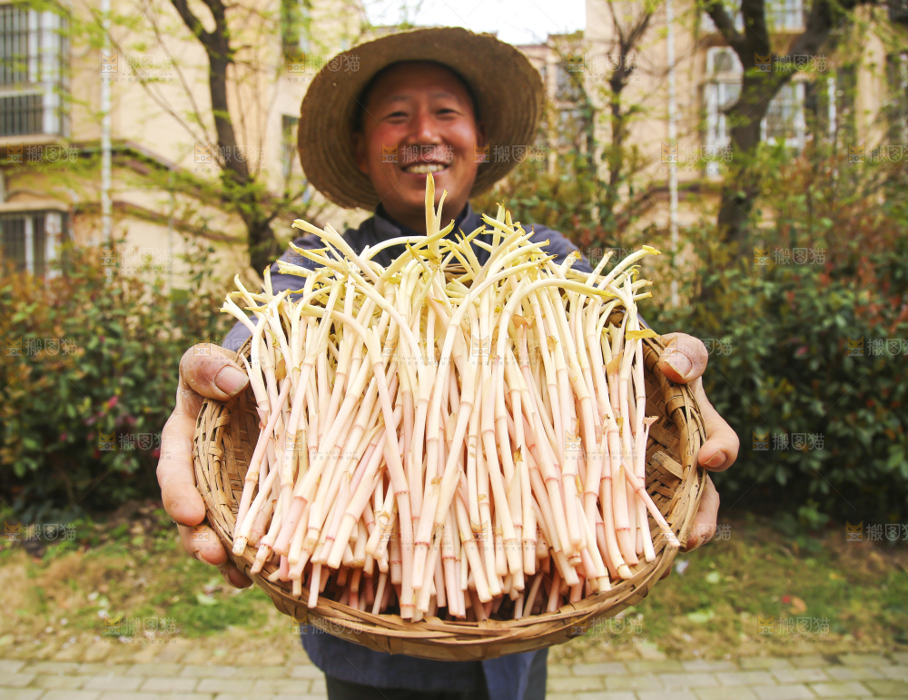 手里端着一篮鱼腥草嫩芽