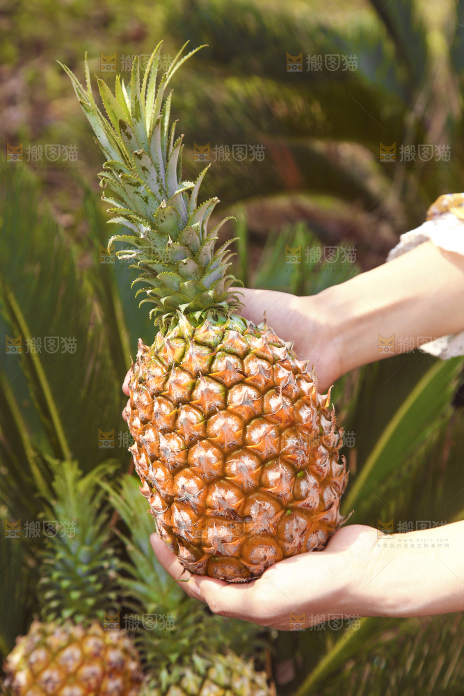 手里拿着菠萝
