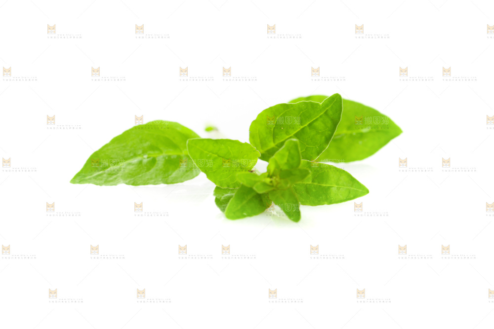 白底上的枸杞菜芽