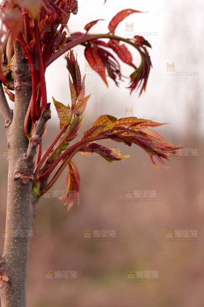 树叶上的头茬香椿芽
