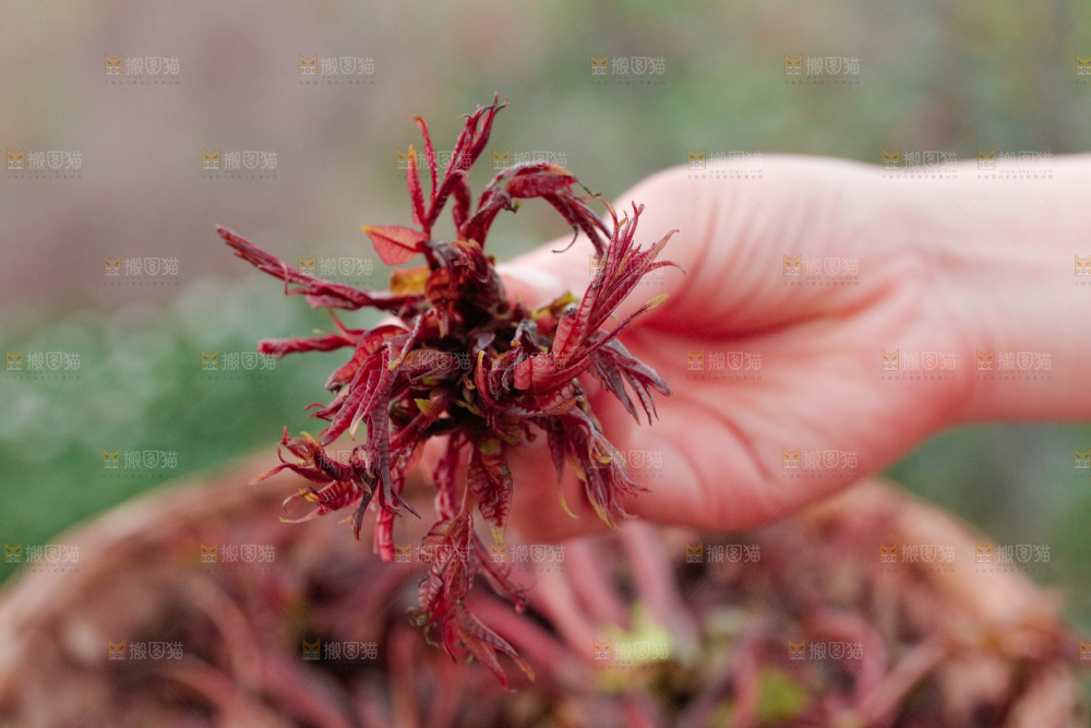 手里拿着红香椿