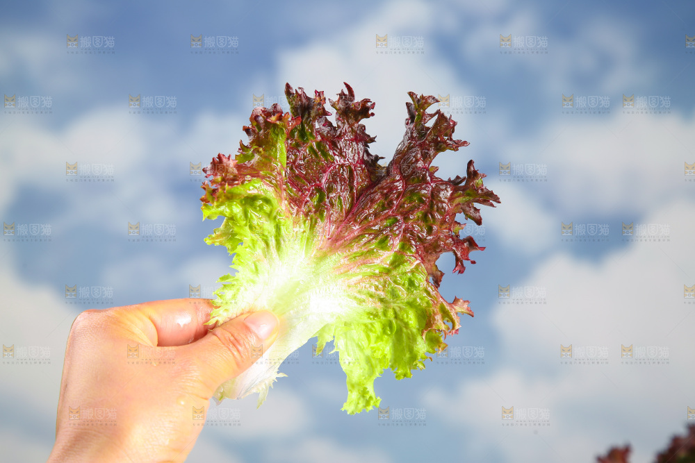 手里拿着紫生菜