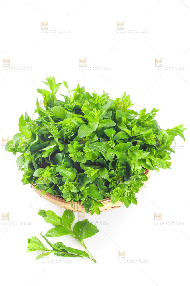 一篮枸杞菜