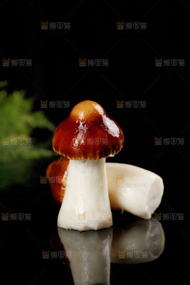 黑底上的新鲜松茸菇