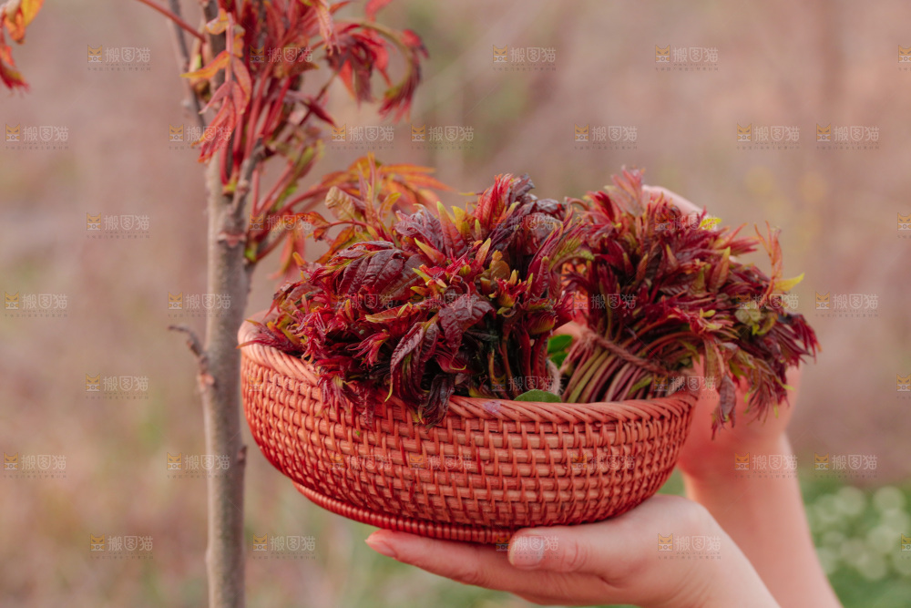 一篮红芽香椿