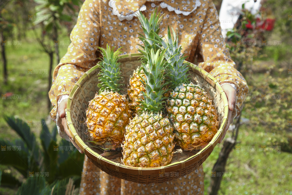 一篮新鲜菠萝