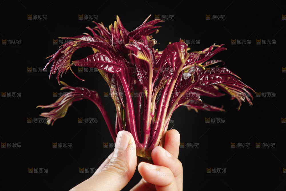 手里拿着红芽香椿