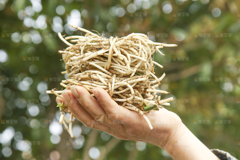 手里拿着折耳根