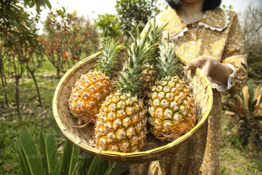 一篮新鲜菠萝