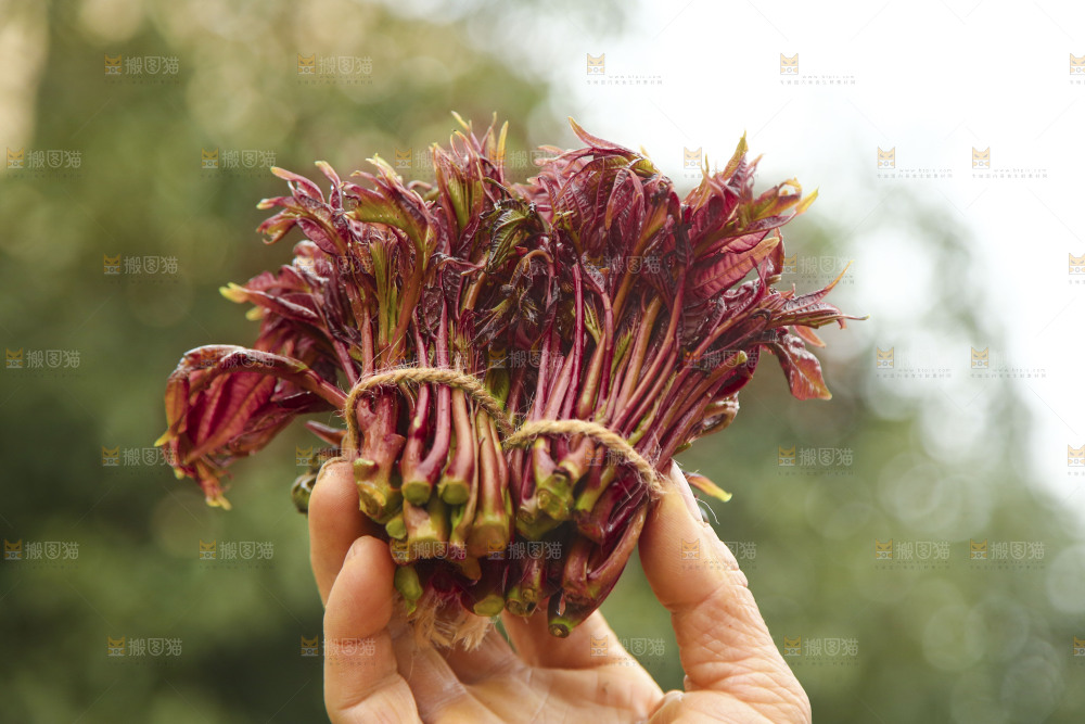 手里拿着香椿芽