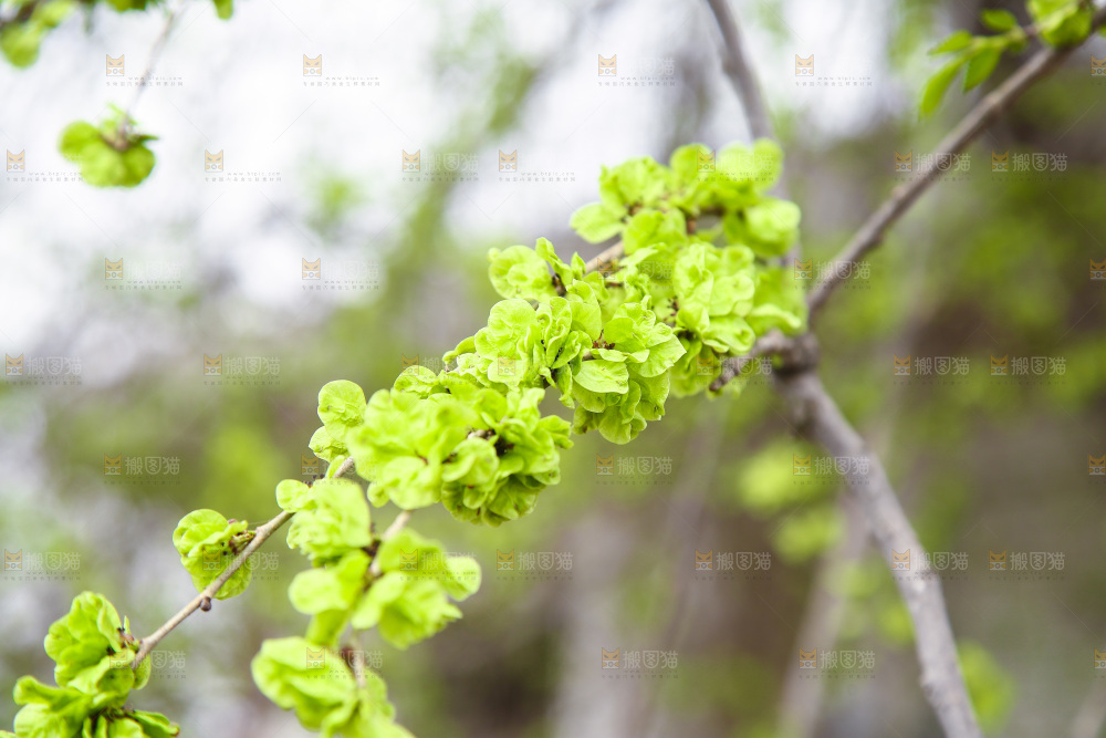 榆钱树枝叶