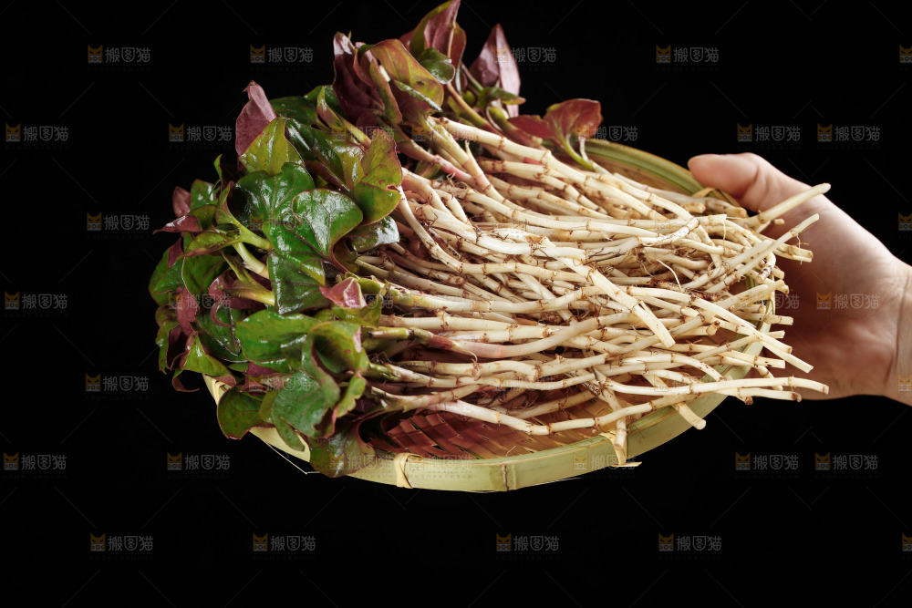手里端着一篮鱼腥草