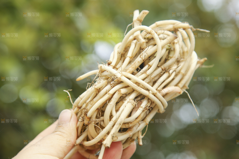 手里拿着折耳根