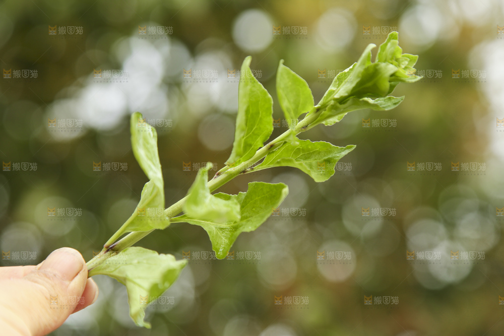 手里拿着枸杞头嫩芽