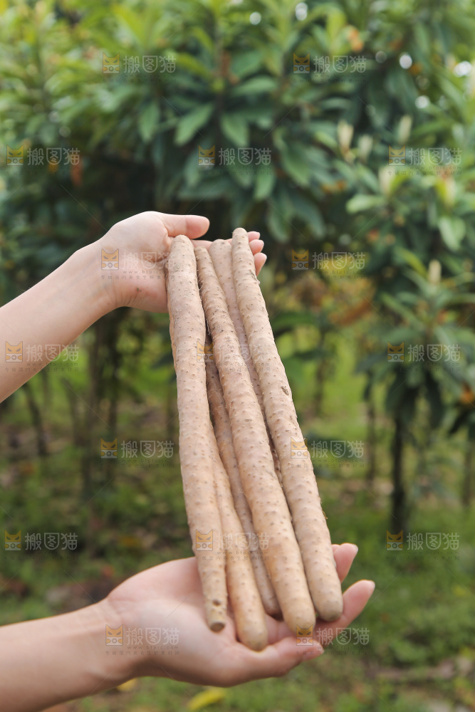 手里拿着山药
