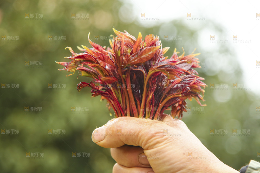 手里拿着香椿芽