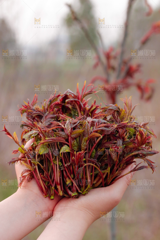 手里拿着香椿芽