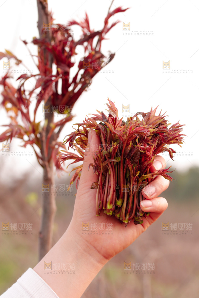 手里拿着红油香椿芽