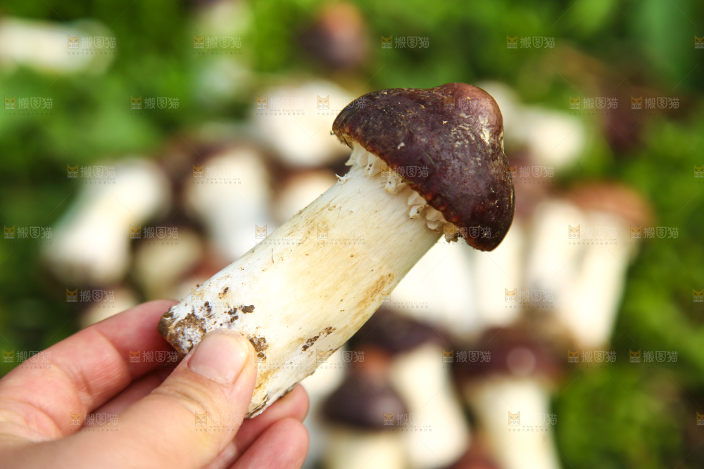 手里拿着赤松茸