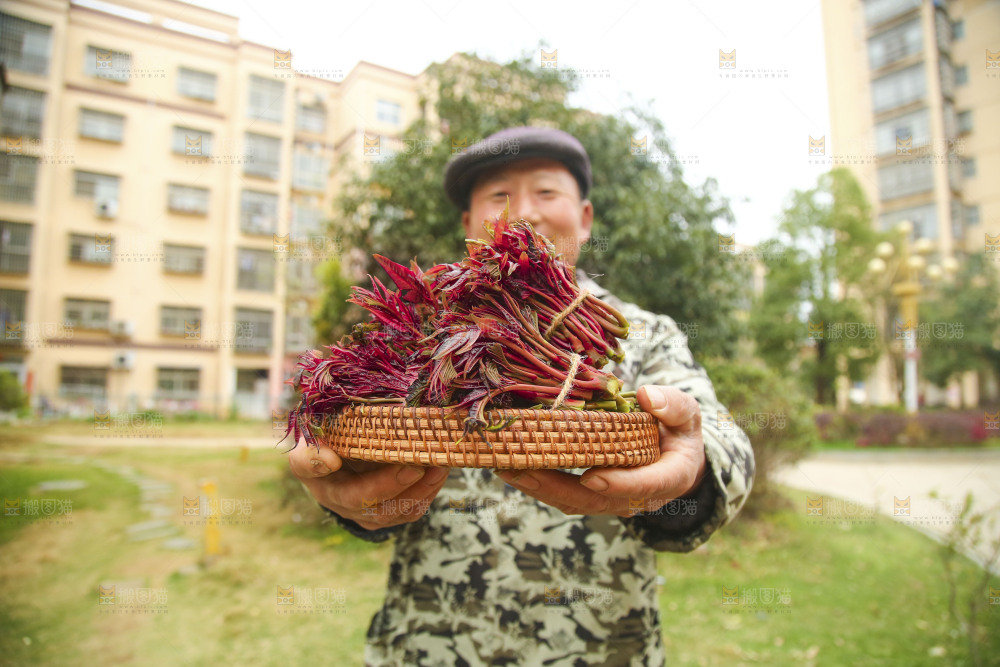 手里端着一篮红油香椿芽
