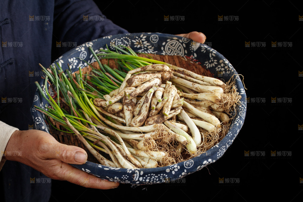 一篮新鲜藠头