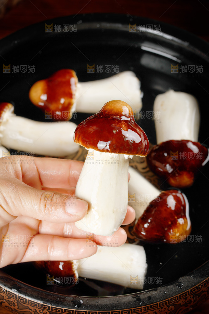 手里拿着赤松茸