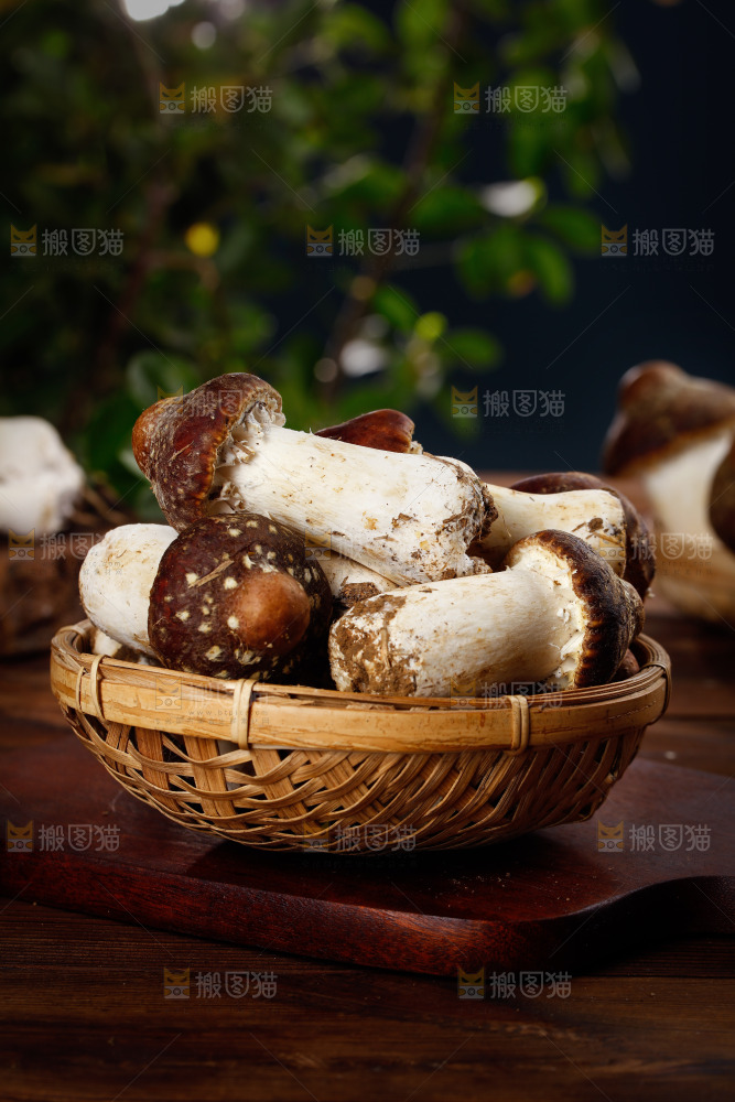 一篮新鲜松茸菇