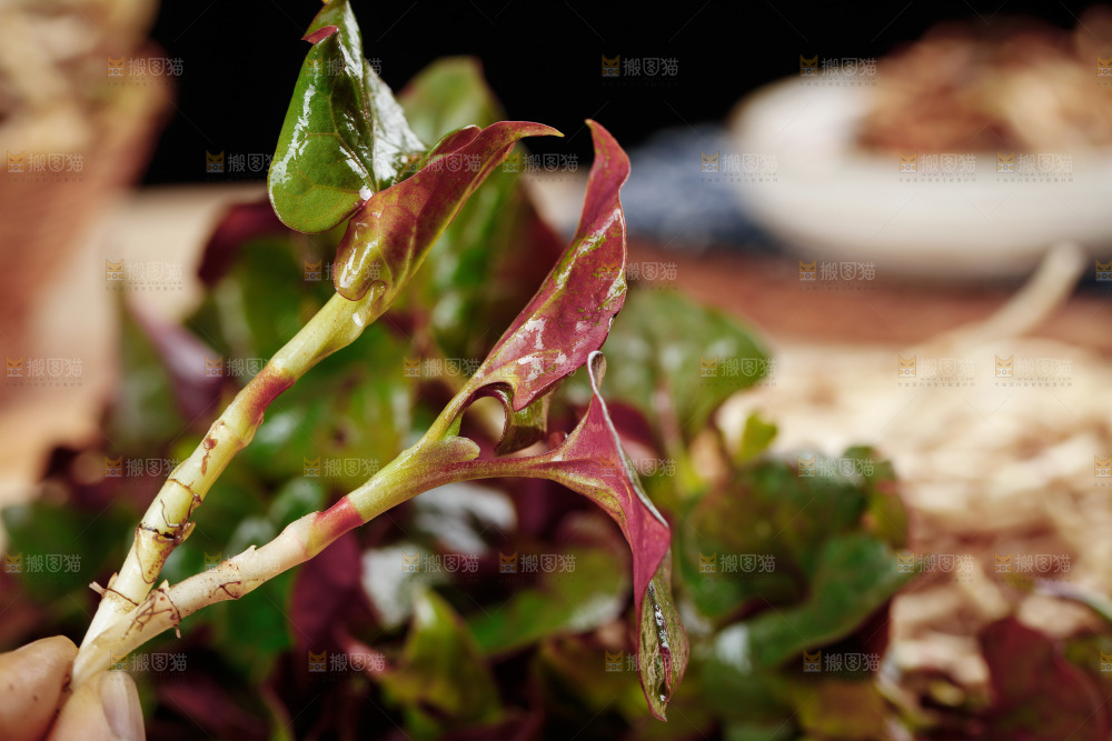 鲜嫩折耳根